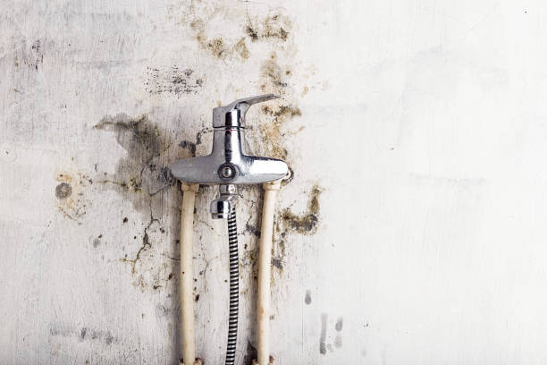 Best Commercial Mold Removal  in Drexel, NC