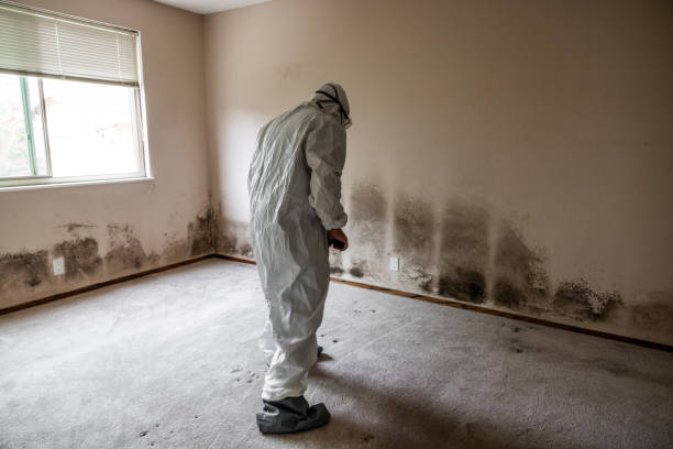 Best Mold Remediation  in Drexel, NC