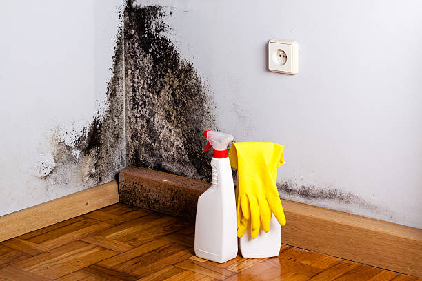 Best Same-Day Mold Removal  in Drexel, NC