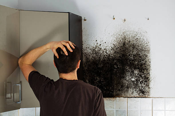 Best Certified Mold Removal  in Drexel, NC
