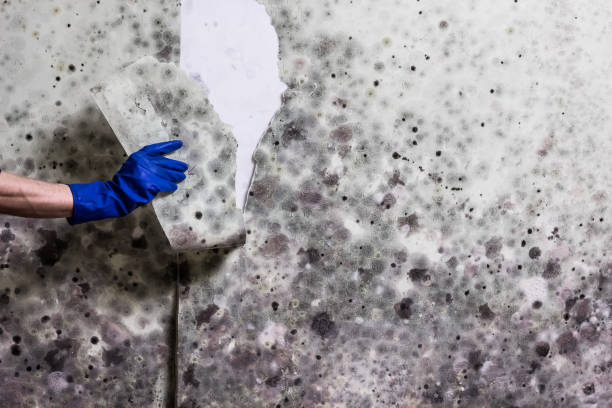 Best Water Damage Restoration  in Drexel, NC