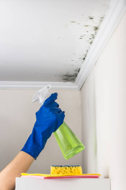 Best Emergency Mold Removal  in Drexel, NC